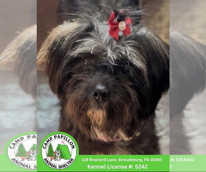 Mal-Shi Dogs for adoption in Stroudsburg, PA, USA