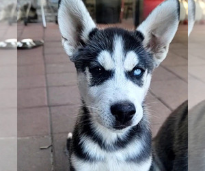 German Shepherd Dog-Siberian Husky Mix Puppy for sale in OXNARD, CA, USA
