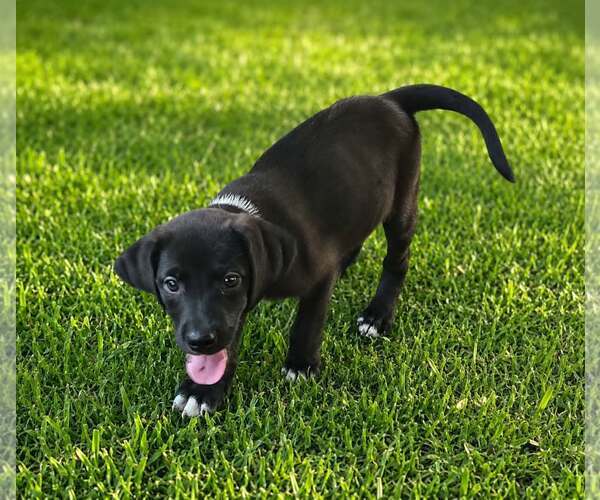 Medium Photo #1 Labrador Retriever-Unknown Mix Puppy For Sale in Oakhurst, NJ, USA