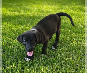 Labrador Retriever-Unknown Mix Dogs for adoption in Oakhurst, NJ, USA