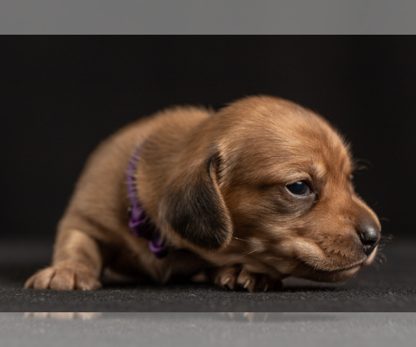Medium Photo #18 Dachshund Puppy For Sale in CROWLEY, TX, USA