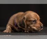 Small Photo #18 Dachshund Puppy For Sale in CROWLEY, TX, USA