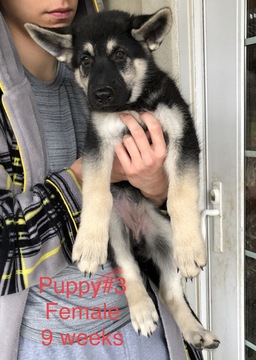Medium Photo #12 German Shepherd Dog Puppy For Sale in BARTLETTSVILLE, IN, USA