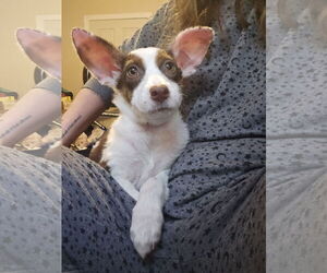 Mutt Dogs for adoption in The Woodlands, TX, USA