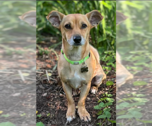 Chihuahua-Unknown Mix Dogs for adoption in Cranston, RI, USA