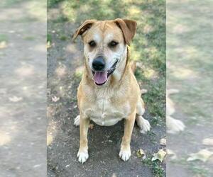 Labrador Retriever-Unknown Mix Dogs for adoption in Riverside, CA, USA