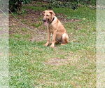 Small #7 German Shepherd Dog Mix