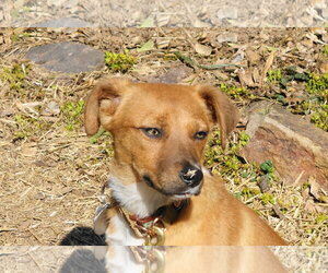 Mutt Dogs for adoption in Doylestown, PA, USA
