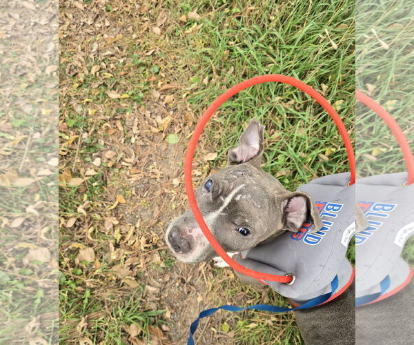 Medium Photo #5 American Pit Bull Terrier-American Staffordshire Terrier Mix Puppy For Sale in Princeton, MN, USA