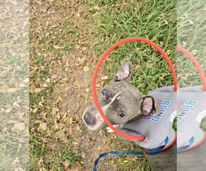 Travis - Male American Pit Bull Terrier-American Staffordshire Terrier Mix Dog for Adoption - Photo #5