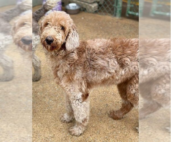 Medium Photo #1 Labradoodle Puppy For Sale in Westwood, NJ, USA