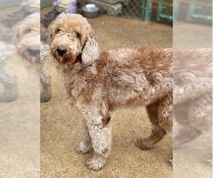 Labradoodle Dogs for adoption in Westwood, NJ, USA