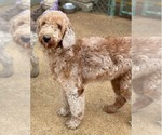 Small Labradoodle