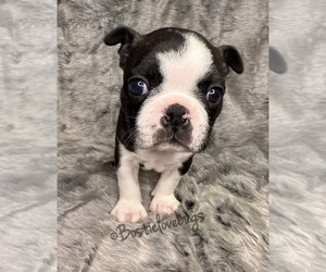 Boston Terrier Puppy for sale in ODENVILLE, AL, USA