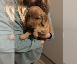 Golden Retriever Puppy for sale in BROWNSDALE, MN, USA