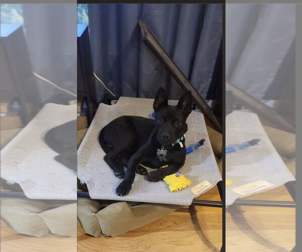 Medium Photo #2 Mutt Puppy For Sale in Ball Ground, GA, USA