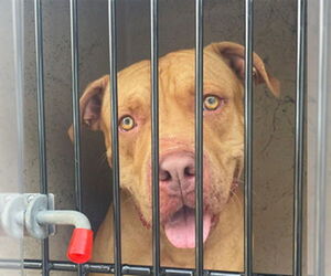 Medium American Pit Bull Terrier