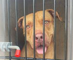 Small American Pit Bull Terrier