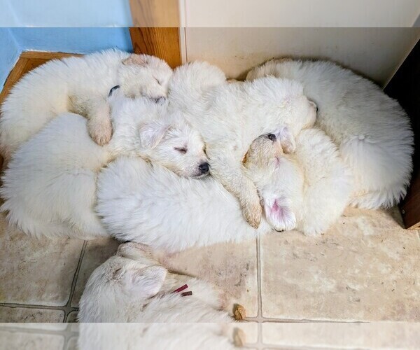 Medium Photo #1 Great Pyrenees Puppy For Sale in MOSCOW MILLS, MO, USA