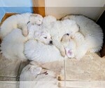 Small Great Pyrenees