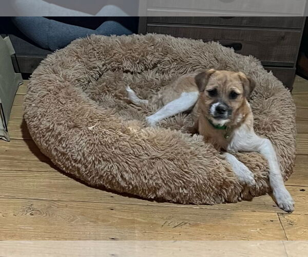 Medium Photo #4 Border Terrier-Unknown Mix Puppy For Sale in Denver , CO, USA