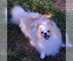 Small Pomeranian