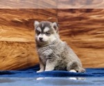 Frosty - Male Pomsky Puppy for Sale - Photo #2