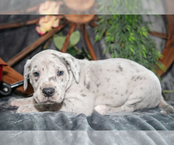 Medium Photo #3 Great Dane Puppy For Sale in SHELBY, OH, USA
