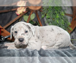 Small Photo #7 Great Dane Puppy For Sale in SHELBY, OH, USA