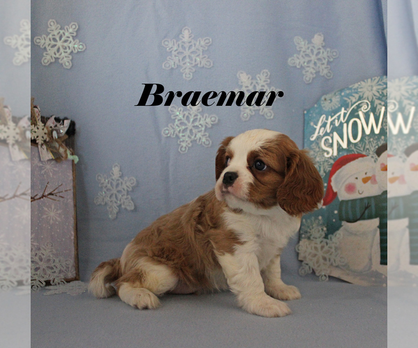 Medium Photo #7 Cavalier King Charles Spaniel Puppy For Sale in CHANUTE, KS, USA