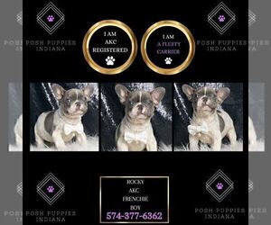 Medium French Bulldog