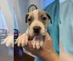 Small #1 American Staffordshire Terrier Mix