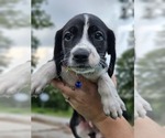 Puppy Blue Poodle (Standard)-Rhodesian Ridgeback Mix