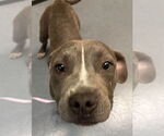 Small American Pit Bull Terrier