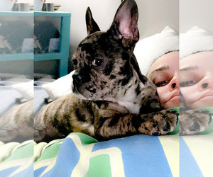 French Bulldog Puppy for sale in CHICAGO, IL, USA