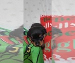Small #9 Rottweiler