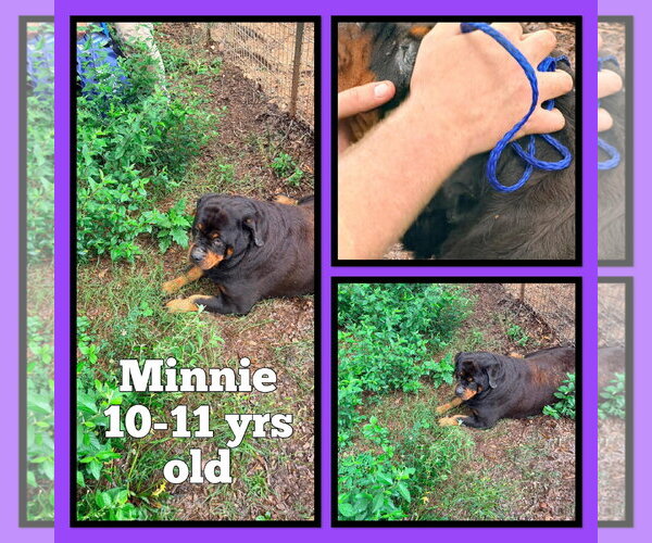 Medium Photo #2 Rottweiler Puppy For Sale in Hillsboro, NH, USA