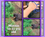 Small #1 Rottweiler
