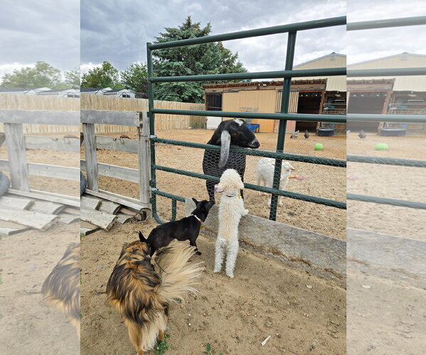 Medium Photo #13 Chihuahua Puppy For Sale in Sandy, UT, USA