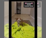 Small #2 Yorkshire Terrier