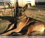Small Photo #2 Belgian Malinois Puppy For Sale in WEST PLAINS, MO, USA