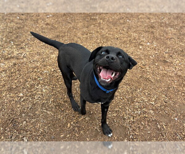 Medium Photo #1 Labrador Retriever-Unknown Mix Puppy For Sale in McKinleyville, CA, USA