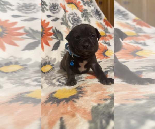 Medium Photo #2 Boxer-Unknown Mix Puppy For Sale in Holly Springs, NC, USA