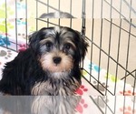Small #2 Yorkshire Terrier