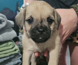 Schnug Puppy for sale in IRON MOUNTAIN, MI, USA