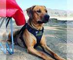 Small Photo #1 Rhodesian Ridgeback Puppy For Sale in OCEANSIDE, CA, USA