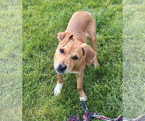 Mastiff-Unknown Mix Dogs for adoption in Millersville, MD, USA