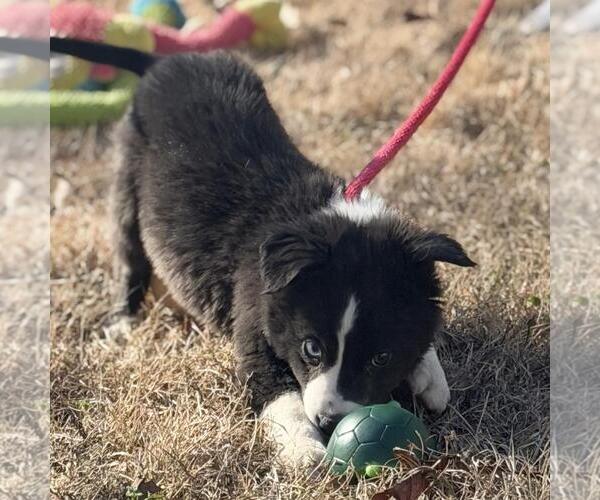 Medium Photo #4 Border-Aussie Puppy For Sale in Yardley, PA, USA