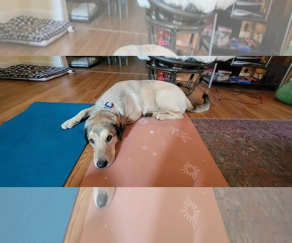 Medium Photo #5 Coonhound-Unknown Mix Puppy For Sale in Wakefield, RI, USA