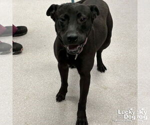Labrador Retriever-Unknown Mix Dogs for adoption in Washington, DC, USA